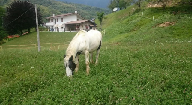 B&B In Fattoria, Book Bed and Breakfast Hoteller i Friuli Venezia Giulia med parkering, Parkering
