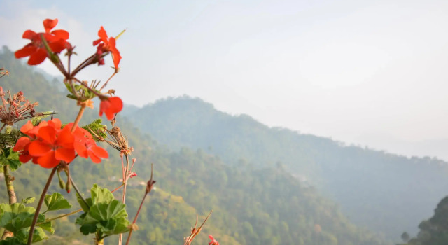 OYO Home 64149 Pleasant Stay Kasauli, Забронировать Отель Отели штата Химачал-Прадеш 3 звезды, 3*