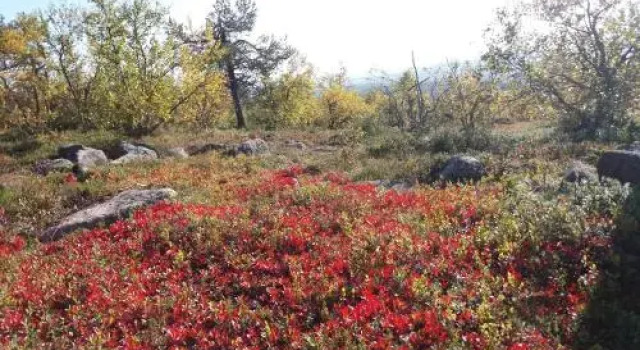 Ranta Äärelä, Book Hotel Vuotso Lapland Finland