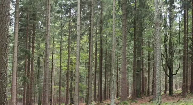 Holiday House Near Forest in Obora, Prenota Casa vacanze Lazne Kynzvart Karlovy Vary