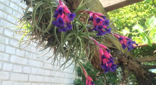 Коттедж Robins Nest