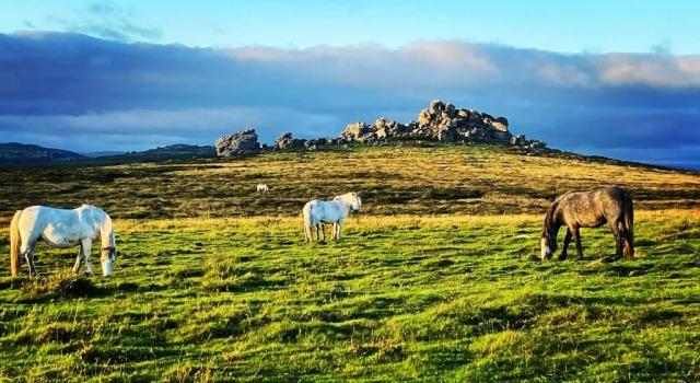 Art Holidays with artist and Illustrator Dartmoor National park