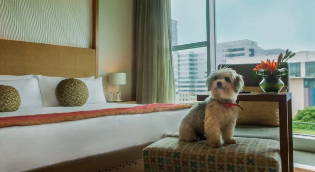 Двухместный номер Premium с видом на бассейн Vivanta Bengaluru, Whitefield