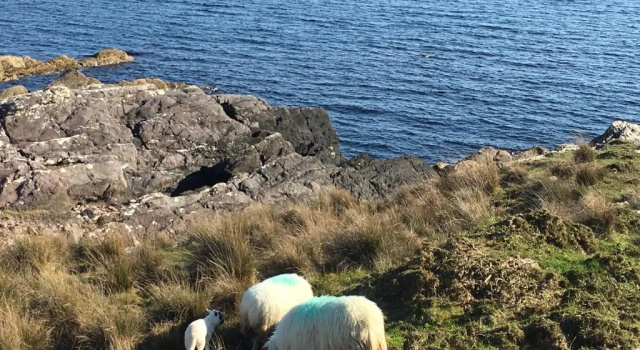 Вилла Beechwood Grove No. 6, Gortagass Kenmare