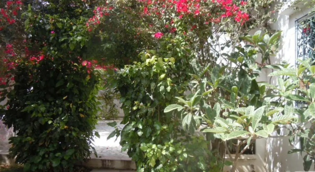 Коттедж House with Garden Wala
