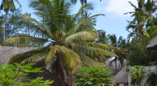 Отель Coral Reef Zanzibar, Забронировать Отель Отели Понгве 3 звезды, 3*