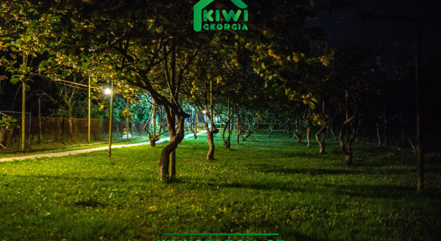 Апартаменты Apartment Kiwi Georgia 2