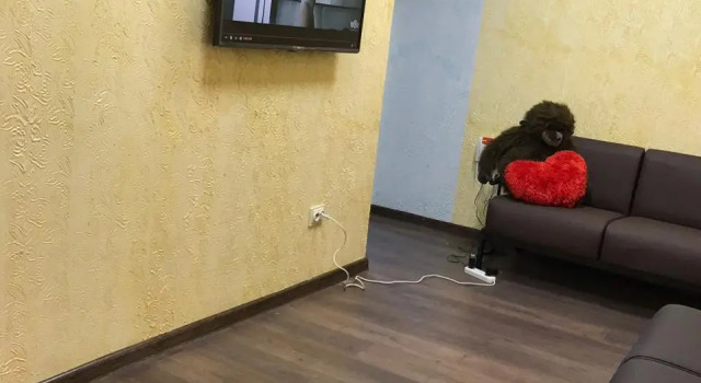Кровать в общем номере Center Almaty Hostel
