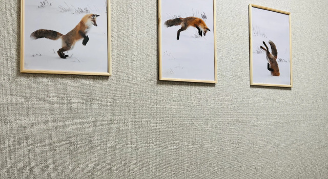 Хостел FOX