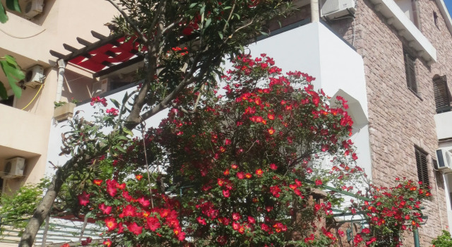Guest House Vukovic, Book Apartment Cheap Hotels in Budva County