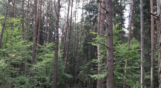 Шестиместный люкс Мансарда Частный дом В Гродно