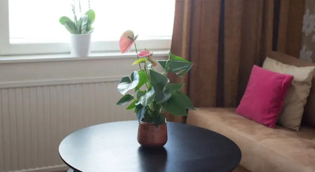 Одноместный номер Standard Best Western Capital Hotel