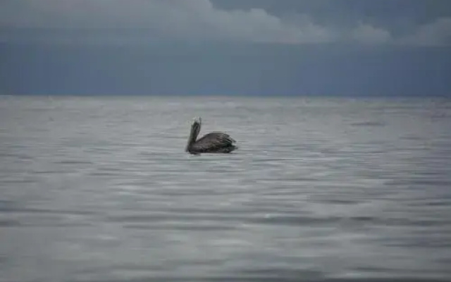 Pacific Sailfish Ecolodge
