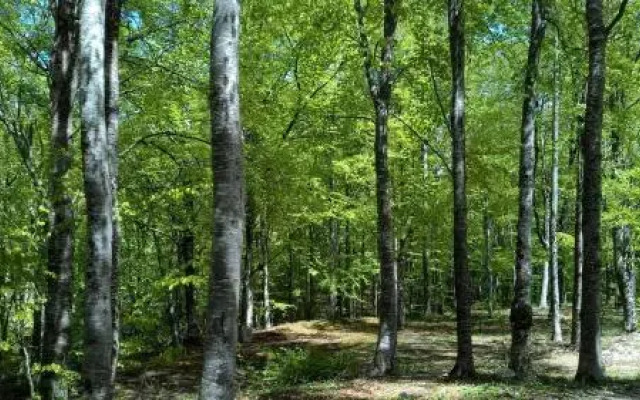 Campeggio Di Schia