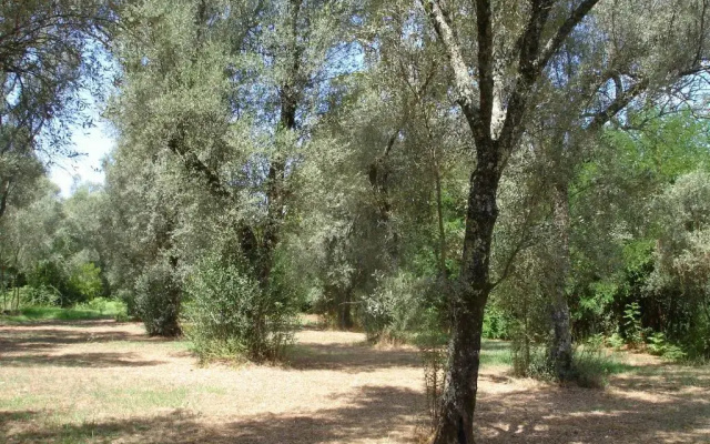 A zerbi
