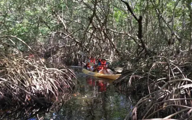 Mangrove King Lodge