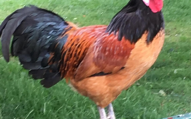 Warmoes tuinderswoning