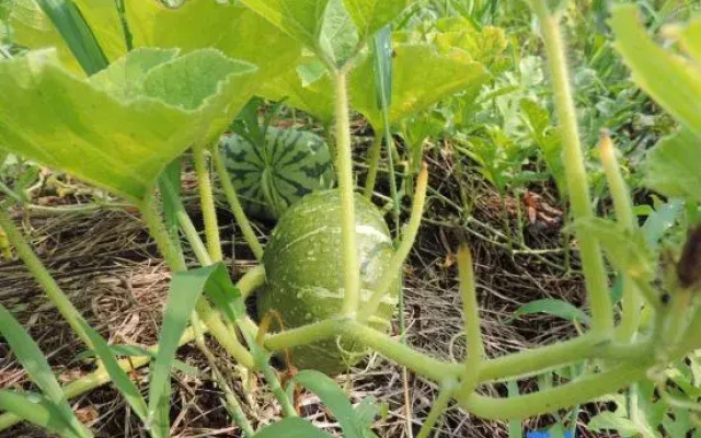 Kumamoto Farm Stay