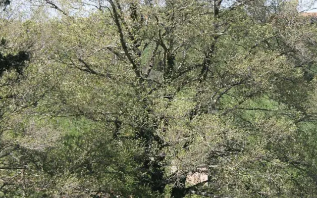 Horta da Varzea