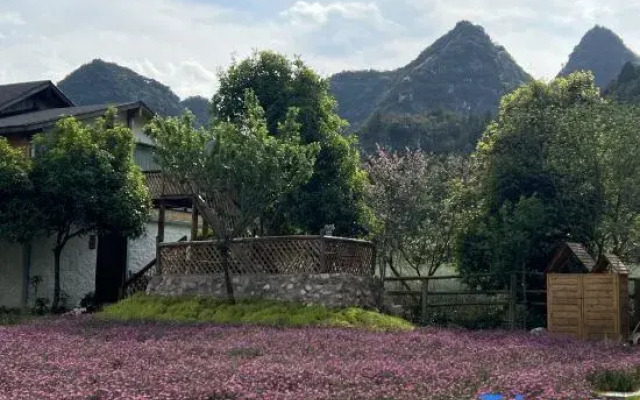 Xingyi Wanfeng Forest Aoki Yaju