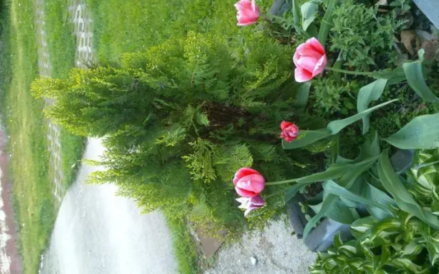 Szentkút Patak Szalló