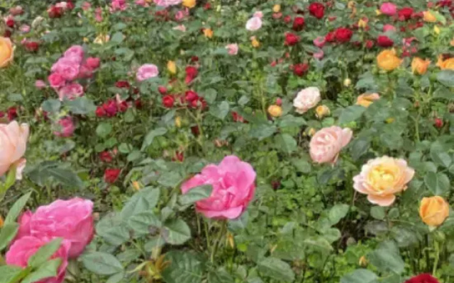 Regent Garden Hotel Zhoushan