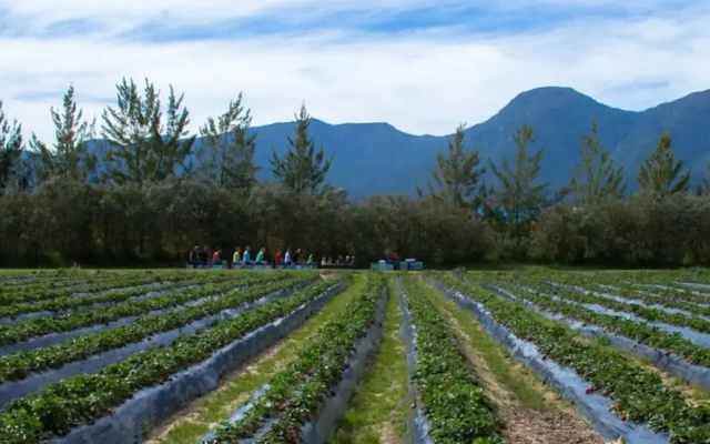 Redberry Farm