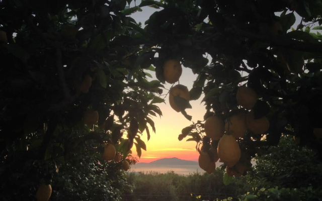 Hotel Al Mulino - Mediterranean Garden Retreat in AnaCapri