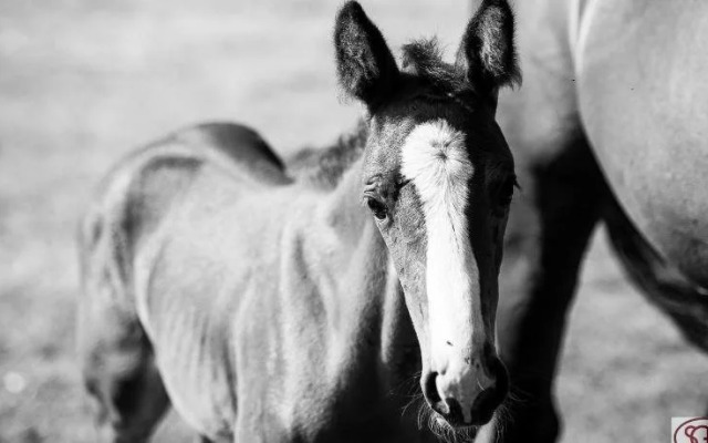 San Giacomo Horses & Agriturismo