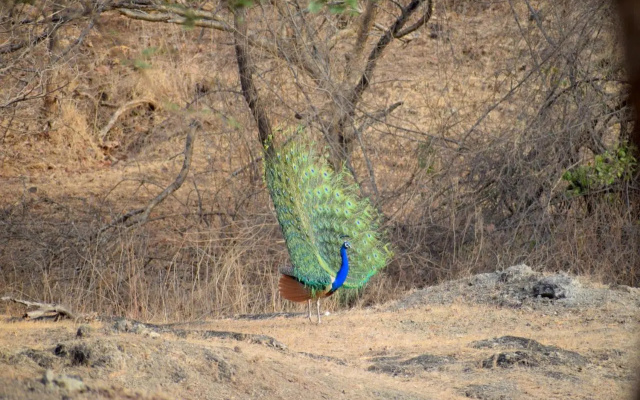 The Postcard Gir Wildlife Sanctuary