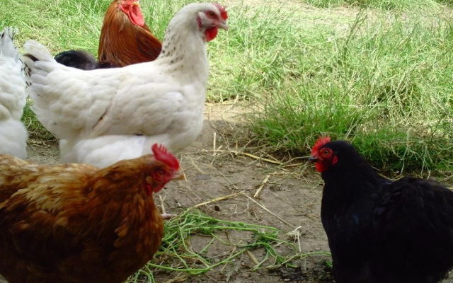 La Ferme de Goronne