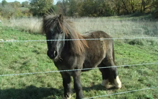 Mas Aucèl
