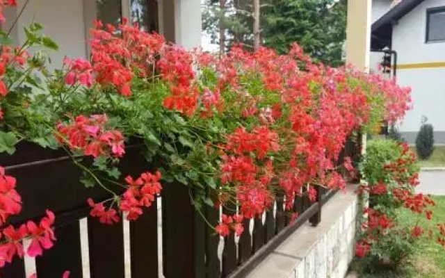 Guest house Vila Žunić