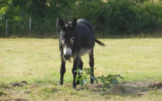 Gite Bouesse, 7 pièces, 14 personnes - FR-1-591-9