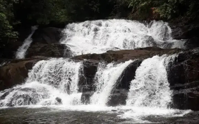 Rainforest River Edge
