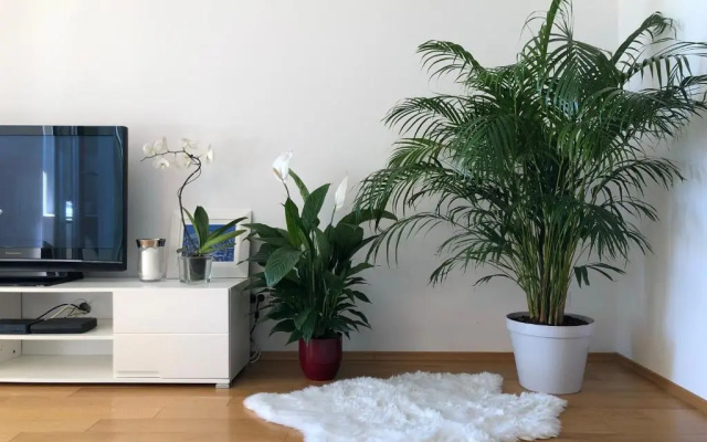 Apartment Charming