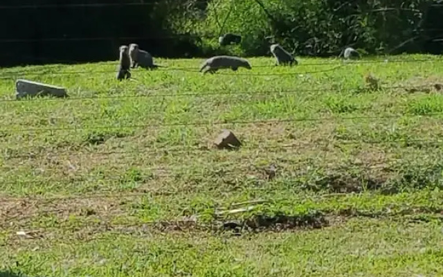 Raptors Wildlife Escapes