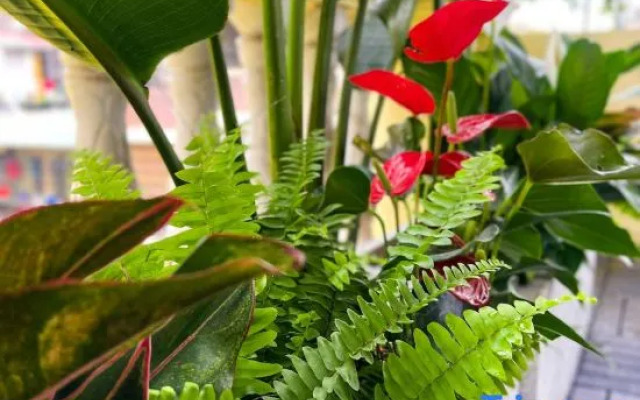 60 Thuoc Bac Homestay
