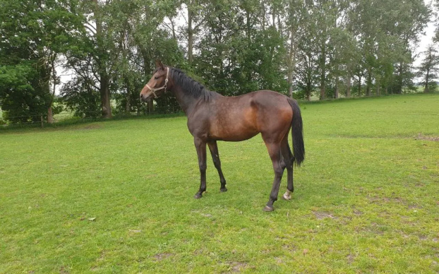 Westert Hoeve