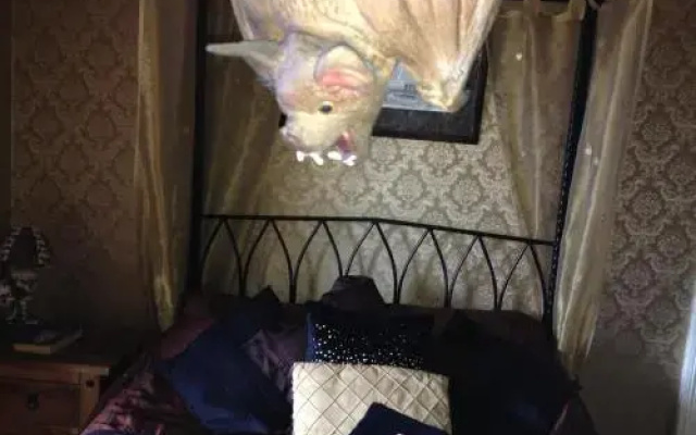 Bats & Broomsticks