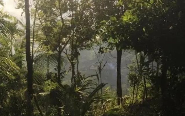 Verdant Vagamon