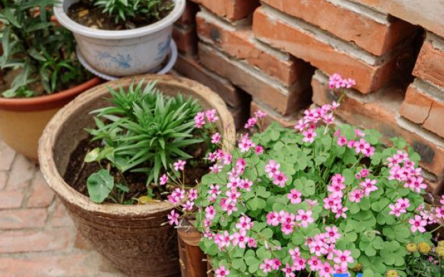 Beijing Encounters Flower Sea and Mountain Song Homestay