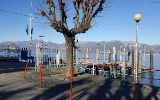 La Gatta Viola