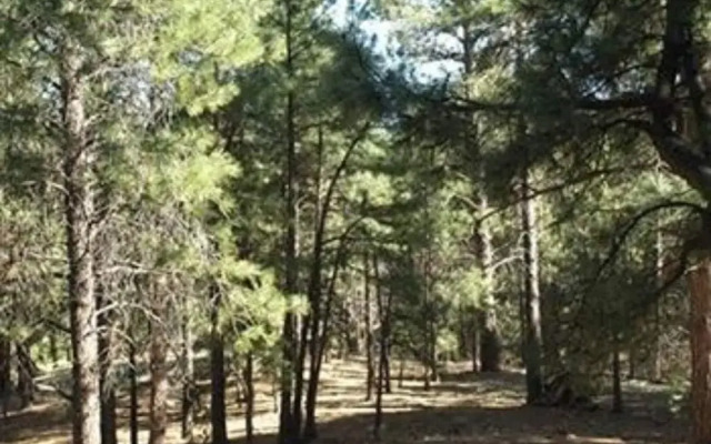 Whispering Pines Inn