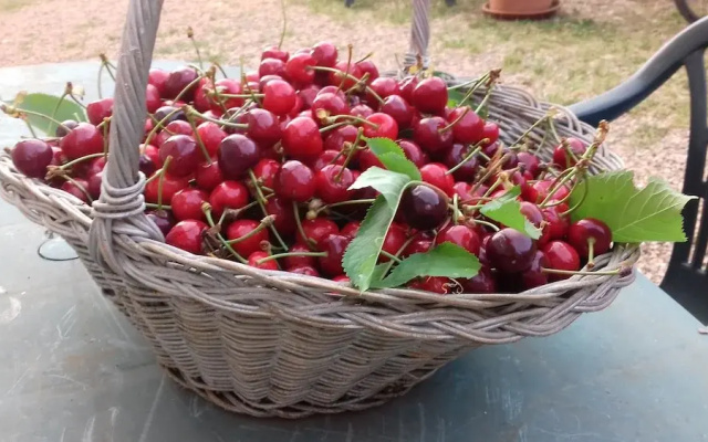 Podere Ficareto Farm