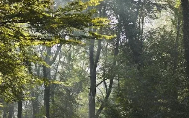 Il Richiamo del Bosco