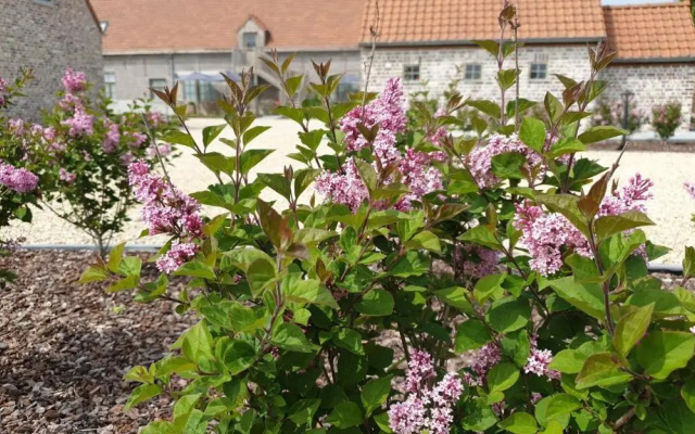 Meesterhof