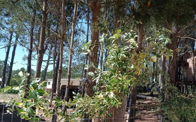 Chimuelo