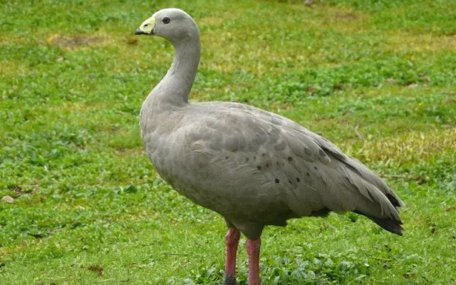 Wings Wildlife Park
