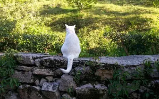 Bajo Los Tilos